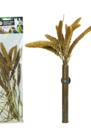 Back Zoo Nature Setaria Italica Beperkte Voorraad